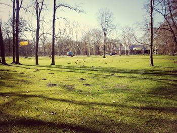 Bare trees on grassy field in park