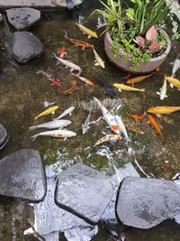 High angle view of koi carps swimming in pond