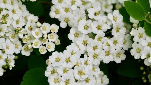 Close-up of white spiraea blossom