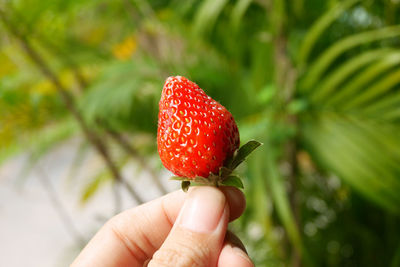 Cropped hand of woman holding strawberry