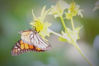 Close-up of butterfly pollinating on flower