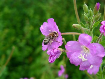 Close-up of insect on purple flower