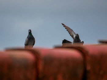 Seagulls flying in the sky