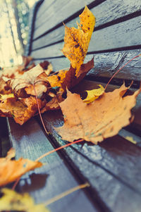 Close-up of dry maple leaves on wood