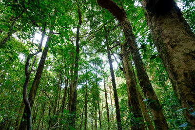 Low angle view of bamboo trees in forest