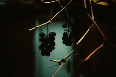 Close-up of fruits hanging