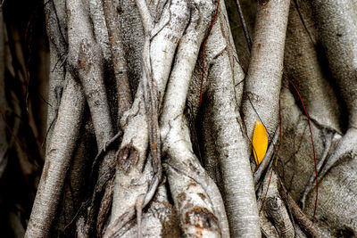 Close-up of fish on tree trunk