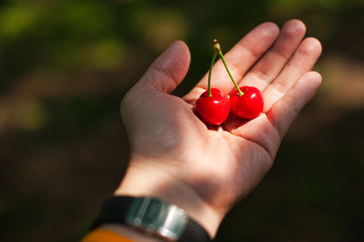 Close-up of hand holding strawberry