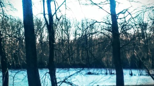 Trees in forest during winter