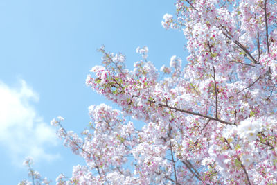 Low angle view of cherry blossoms against sky