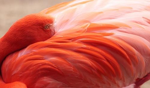 Close-up of orange bird in water