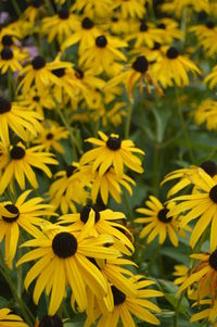 Close-up of black-eyed susan flowers blooming outdoors