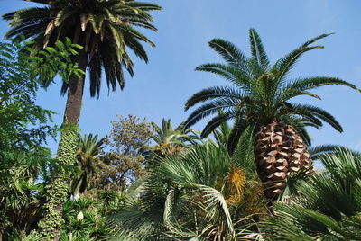 Low angle view of palm trees against clear sky