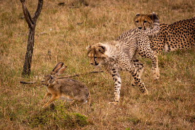 Family of cheetah playing with hare on field