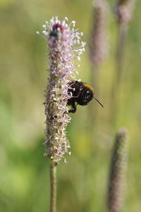 Close-up of bee pollinating on purple flower