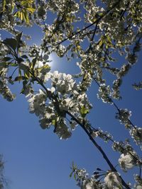 Low angle view of cherry blossoms against sky