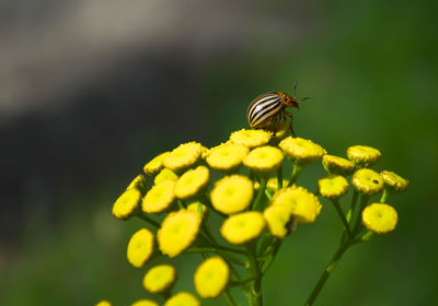 Close-up of insect on yellow flower