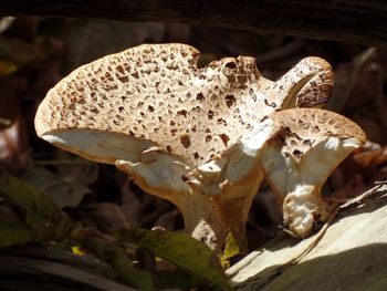 Close-up of fungus against blurred background