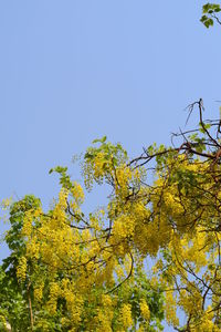 Low angle view of yellow plants against clear blue sky
