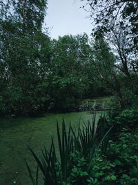 Scenic view of lake in forest against sky