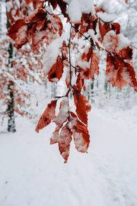 Close-up of frozen plant during winter