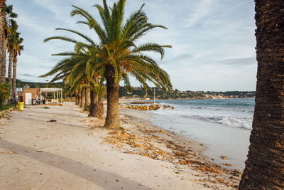 Palm trees on beach against sky