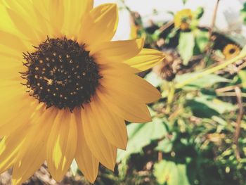 Close-up of sunflower