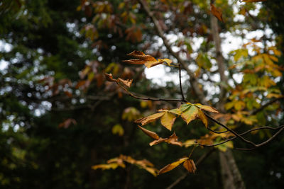Close-up of leaves on branch in forest