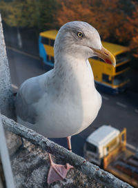 Close-up of seagull perching outdoors