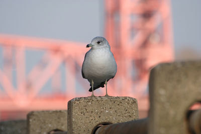 Close-up of bird perching on retaining wall