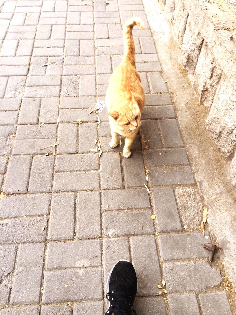 animal themes, one animal, domestic animals, pets, mammal, cobblestone, dog, high angle view, paving stone, street, standing, sidewalk, domestic cat, footpath, tiled floor, pavement, low section, cat, sunlight, outdoors