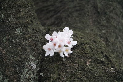 Close-up of fresh flowers blooming in tree