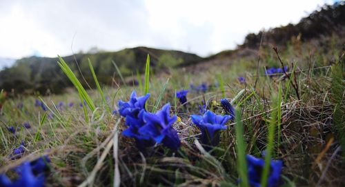 Close-up of purple crocus flowers growing in field