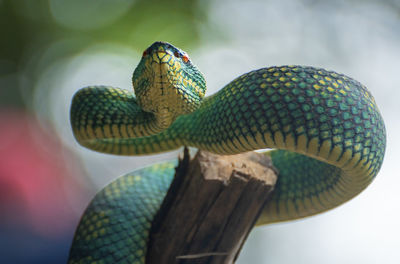 Green yellow viper snake in close up