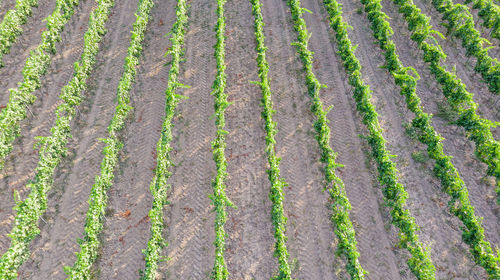 High angle view of corn field