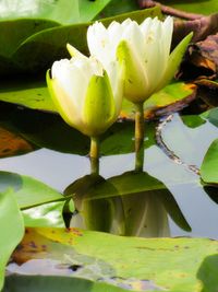 Close-up of pink water lily