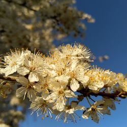 Close-up of white apple blossoms in spring