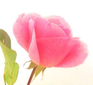 Close-up of pink rose