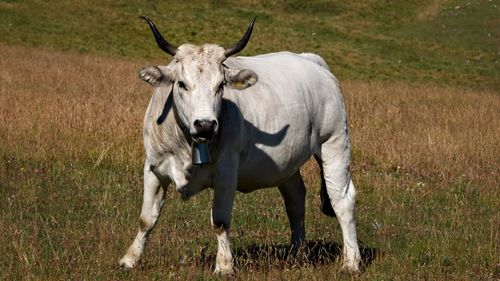 Portrait of horse standing on field