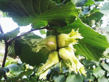 Close-up of fruit growing on tree