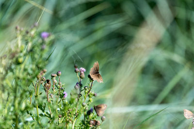 Close-up of butterfly on flower