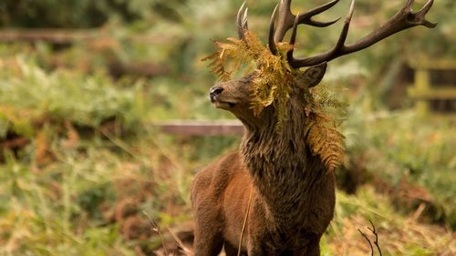 Close-up of reindeer on field