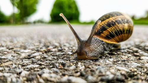 Close-up of snail