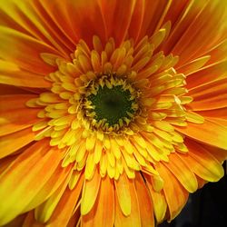 Close-up of yellow flower