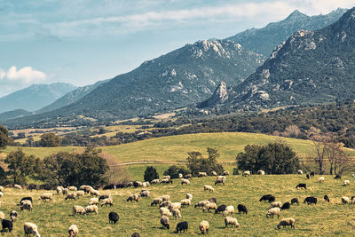 Scenic view of mountains and sheep against sky