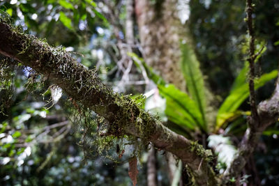 Close-up of moss growing on tree trunk