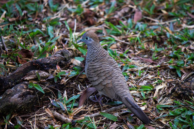 Bird perching on a field