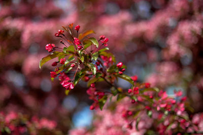 Red apple tree in bloom