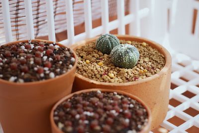 Close-up of cactus on table