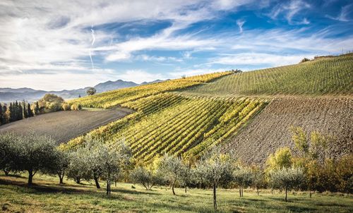 Scenic view of agricultural field against sky